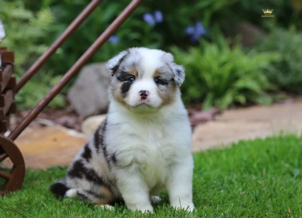 Cerchi un cucciolo Border Collie? Eccoli qui, pronti per te!