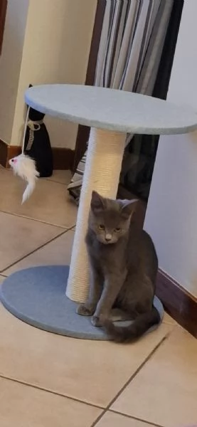 cdertosina di 3 mesi con pedigree e microchip | Foto 6