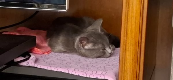 cdertosina di 3 mesi con pedigree e microchip | Foto 5