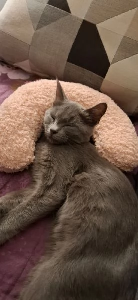 cdertosina di 3 mesi con pedigree e microchip | Foto 4