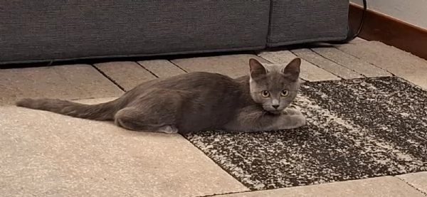 cdertosina di 3 mesi con pedigree e microchip | Foto 3