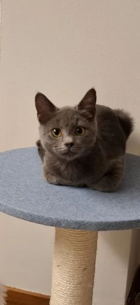 cdertosina di 3 mesi con pedigree e microchip | Foto 2