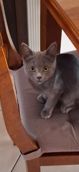 cdertosina di 3 mesi con pedigree e microchip