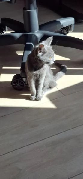 cdertosina di 3 mesi con pedigree e microchip | Foto 1