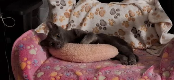 cdertosina di 3 mesi con pedigree e microchip | Foto 0