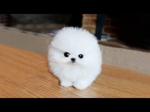 Pomeranian | Foto 1