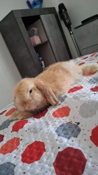 Coniglio minilop  | Foto 1