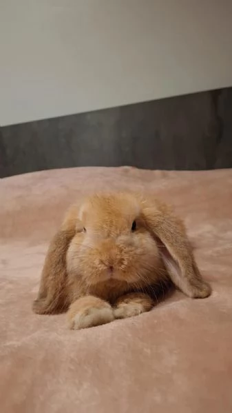 Coniglio minilop  | Foto 0