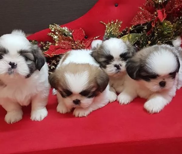 Shitzu mini (cuccioli maschio e femmina)