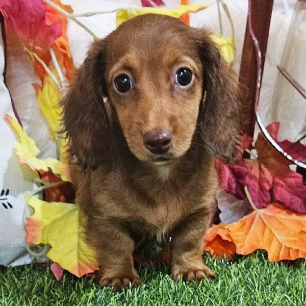 Mini bassotto nana (cuccioli maschio e femmina) | Foto 1