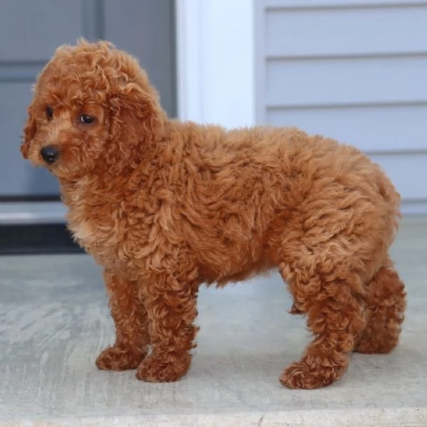 Mini Barboncino toy (cuccioli maschio e femmina)