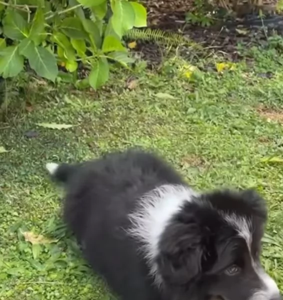 Border collie (cuccioli maschio e femmina) | Foto 4