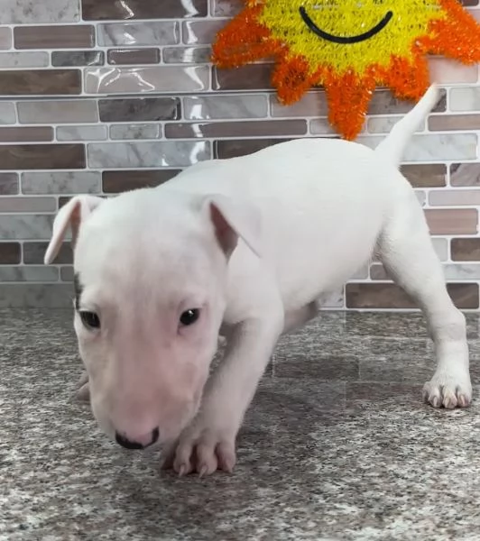 Bull terrier (cuccioli maschio e femmina)