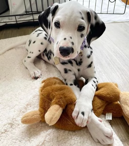 Dalmata  (cuccioli maschio e femmina) | Foto 0