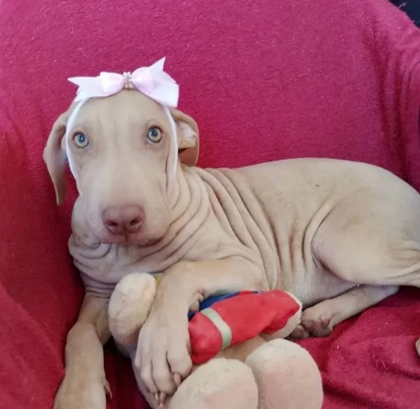 Dobbermann (cuccioli maschio e femmina)