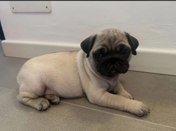  Carlino (Pug) (cuccioli maschio e femmina) | Foto 2