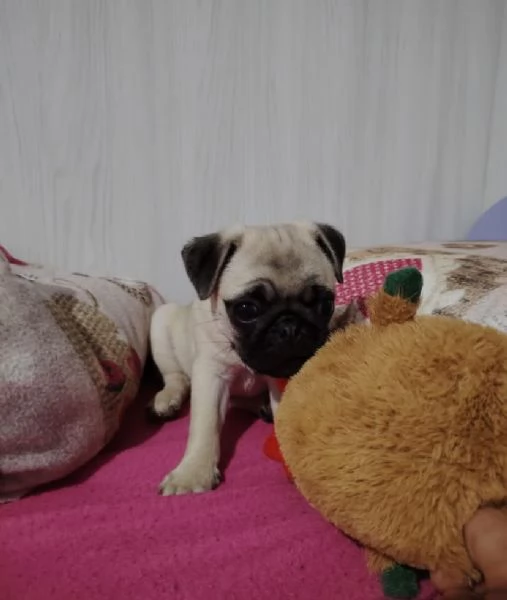 Carlino (Pug) (cuccioli maschio e femmina) | Foto 1