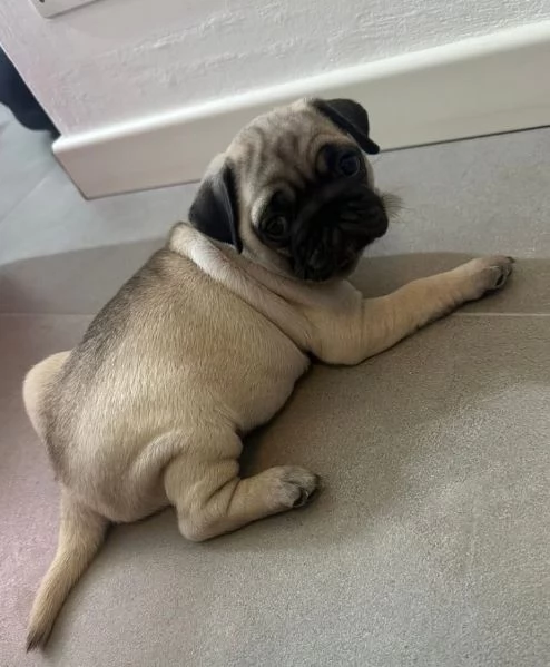  Carlino (Pug) (cuccioli maschio e femmina) | Foto 0