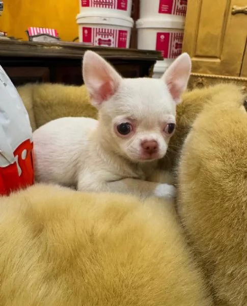 Chihuahua Toy (cuccioli maschio e femmina) | Foto 0