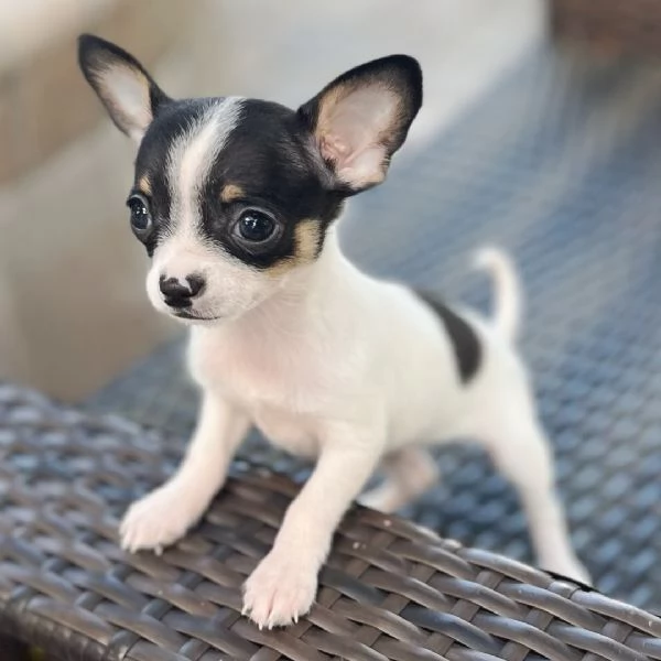 Chihuahua Toy (cuccioli maschio e femmina)