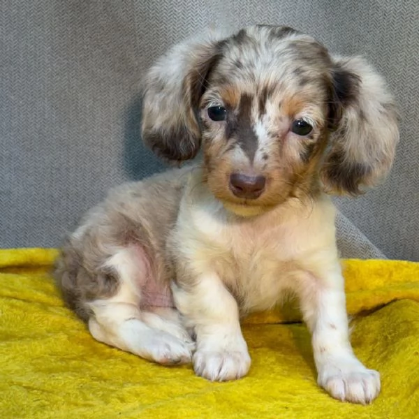 Bassotto nana (cuccioli maschio e femmina) | Foto 1