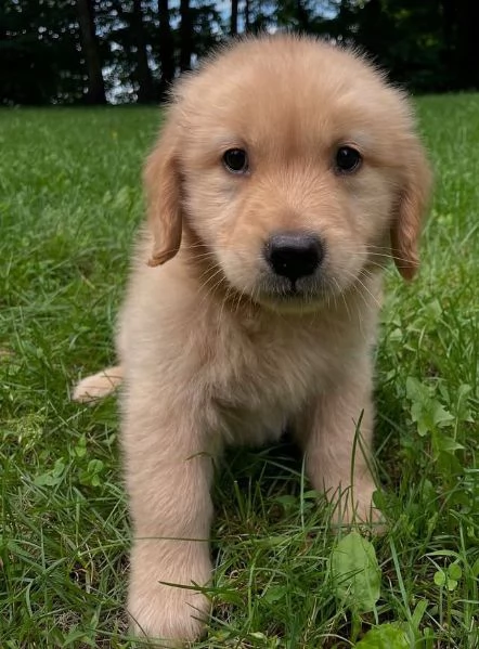 Golden Retriever (cuccioli maschio e femmina) 