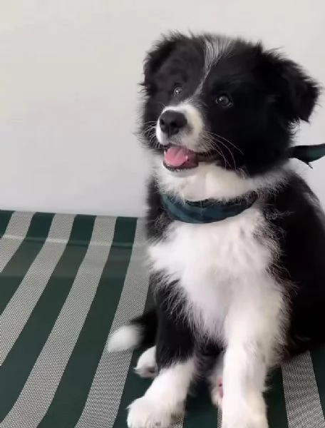 Border Collie (cuccioli maschio e femmina) | Foto 1