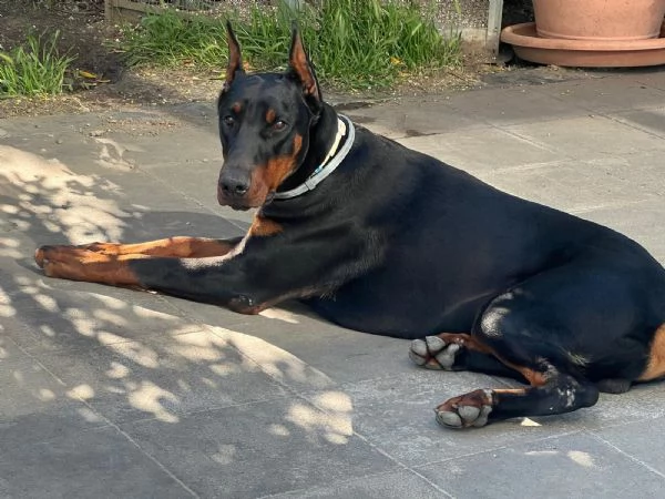 Cuccioli di Dobermann a Messina, affrettati ad incontrare il tuo amico a 4 zampe
