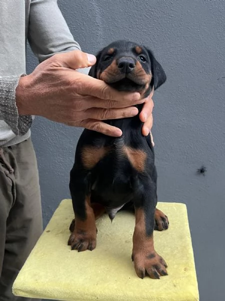 Cuccioli di Dobermann a Messina, affrettati ad incontrare il tuo amico a 4 zampe | Foto 5