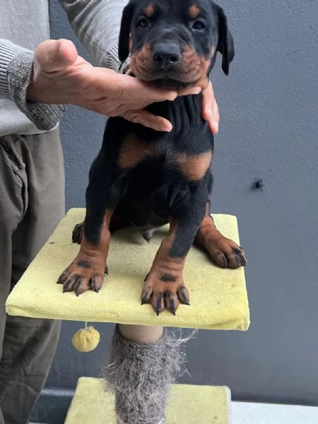 Cuccioli di Dobermann a Messina, affrettati ad incontrare il tuo amico a 4 zampe | Foto 3