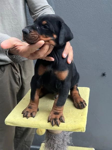 Cuccioli di Dobermann a Messina, affrettati ad incontrare il tuo amico a 4 zampe | Foto 2
