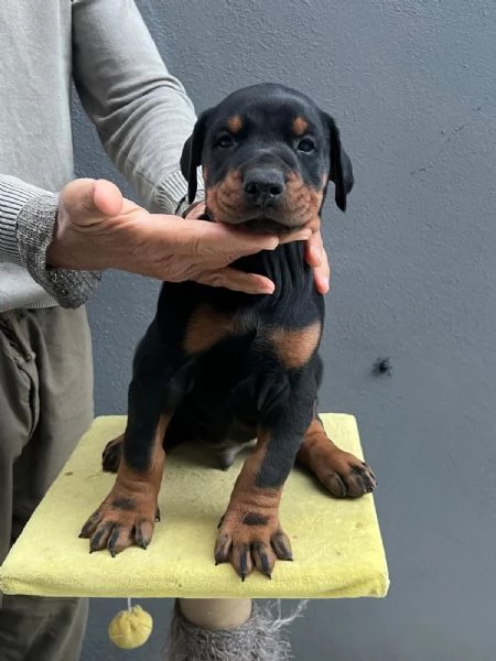 Cuccioli di Dobermann a Messina, affrettati ad incontrare il tuo amico a 4 zampe | Foto 1