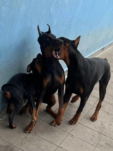 Cuccioli di Dobermann a Messina, affrettati ad incontrare il tuo amico a 4 zampe | Foto 0