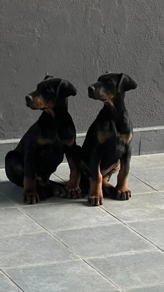 Ultimo Cucciolo Doberman linea Serba rimasto  | Foto 0