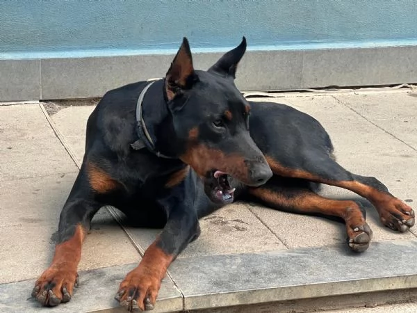 vendesi cucciolo Doberman  | Foto 6