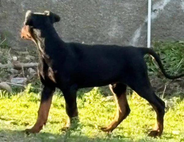 vendesi cucciolo Doberman  | Foto 5
