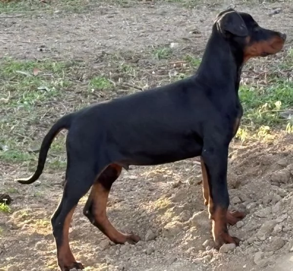 vendesi cucciolo Doberman 