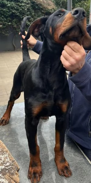 cucciolo doberman maschio  | Foto 0