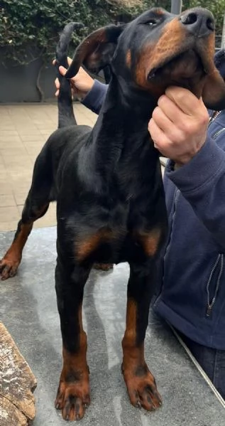 cucciolo doberman maschio 