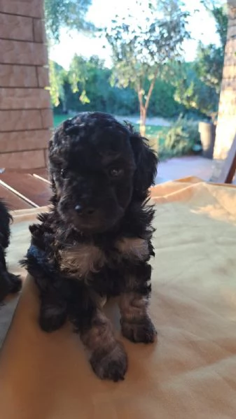 Cuccioli di Barboncini toy 