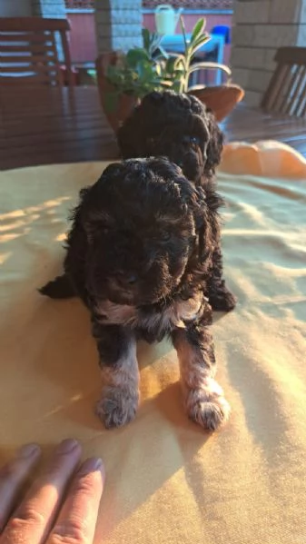 Cuccioli di Barboncini toy  | Foto 5