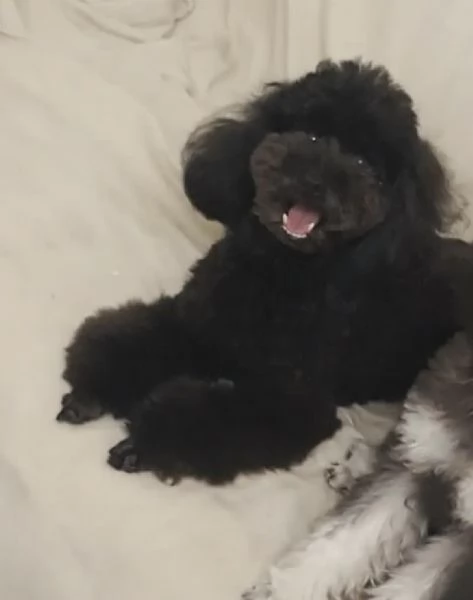 Cuccioli di Barboncini toy  | Foto 4