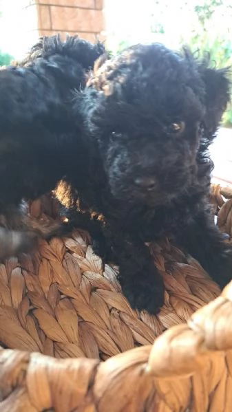 Cuccioli di Barboncini toy  | Foto 3