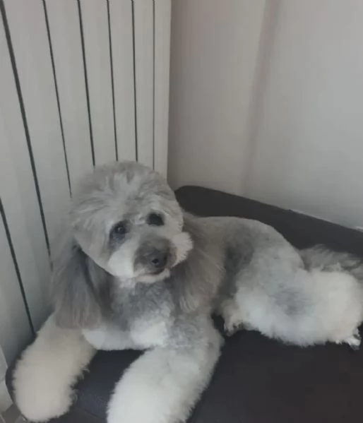 Cuccioli di Barboncini toy  | Foto 1