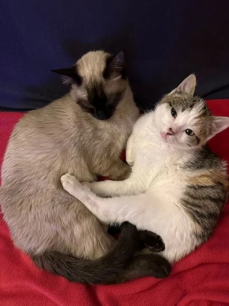 Gatto Siamese 2 anni e mezzo