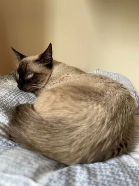 Gatto Siamese 2 anni e mezzo | Foto 0