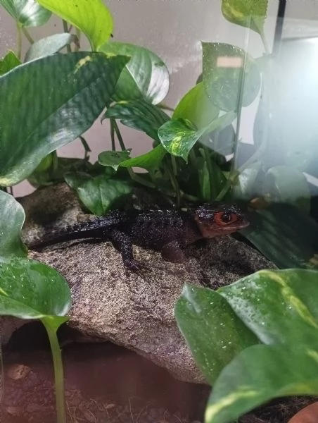 Coppia di tribolonotus gracilis 