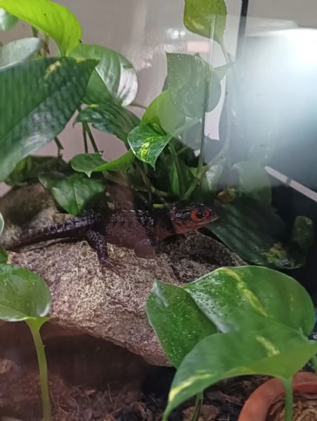 Coppia di tribolonotus gracilis  | Foto 0