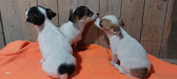 cuccioli di jack rassell