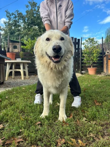 Regalo maremmani | Foto 6